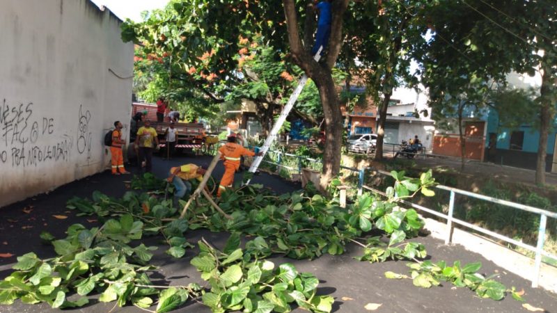  Prefeitura Intensifica Serviços De Poda De árvores No São Caetano