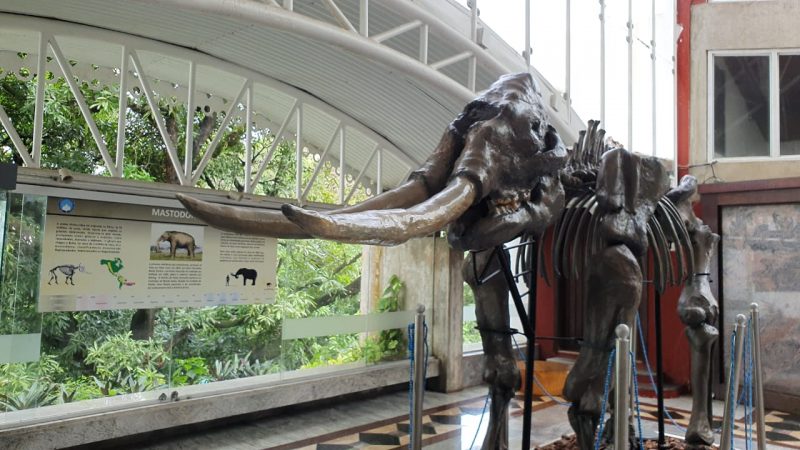 Fique Em Casa E Visite O Museu Geológico Da Bahia No Dia Do Museu, SDE Preparou Um Tour Virtual Devido à Quarentena
