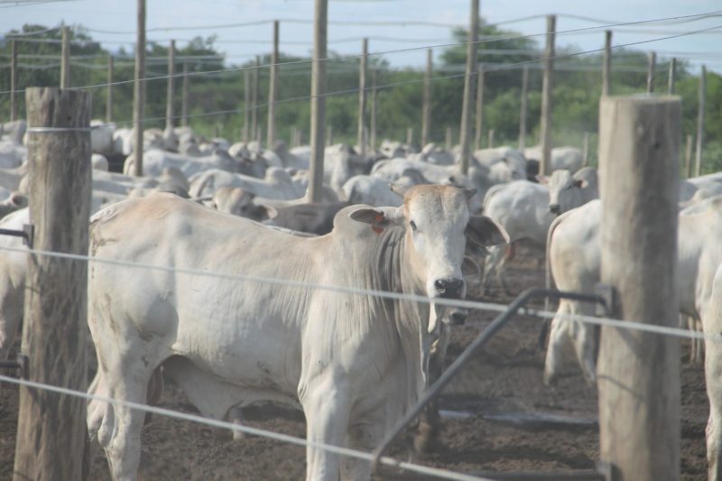 Empresa Portuguesa Investe Em Agropecuária No Polo Agroindustrial