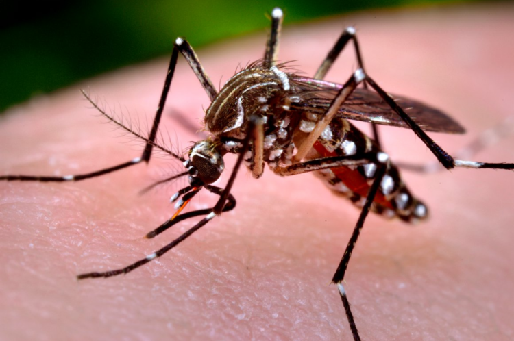 Brasil Registra Quase 400 Mortes Por Dengue Neste Ano, Mais Que O Total Visto Em 2021, Diz Ministério