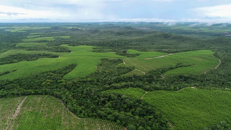 Bracell Reduz Emissões Industriais Em 47% E Amplia Uso De IA Para Monitorar Carbono E Biodiversidade