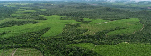 Bracell reduz emissões industriais em 47% e amplia uso de IA para monitorar carbono e biodiversidade