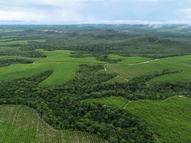 Bracell reduz emissões industriais em 47% e amplia uso de IA para monitorar carbono e biodiversidade