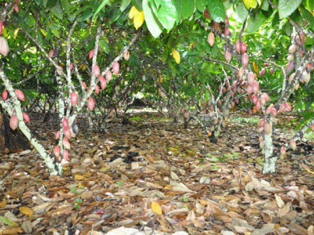 A ESCORCHA TRIBUTÁRIA NO CACAU BAIANO É ANTIGA